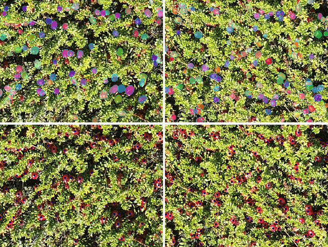 Figure 3 for Finding Berries: Segmentation and Counting of Cranberries using Point Supervision and Shape Priors