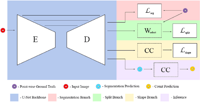 Figure 4 for Finding Berries: Segmentation and Counting of Cranberries using Point Supervision and Shape Priors