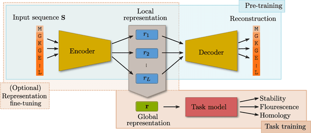 Figure 1 for What is a meaningful representation of protein sequences?