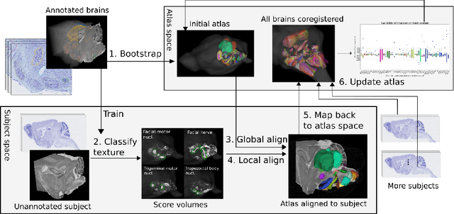 Figure 2 for The Active Atlas: Combining 3D Anatomical Models with Texture Detectors
