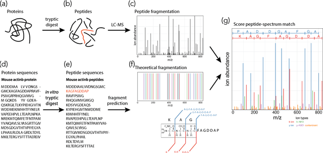 Figure 1 for Peptide-Spectra Matching from Weak Supervision