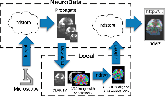 Figure 1 for A Large Deformation Diffeomorphic Approach to Registration of CLARITY Images via Mutual Information