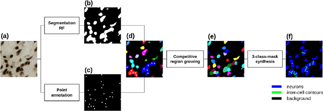 Figure 2 for End-to-end Neuron Instance Segmentation based on Weakly Supervised Efficient UNet and Morphological Post-processing