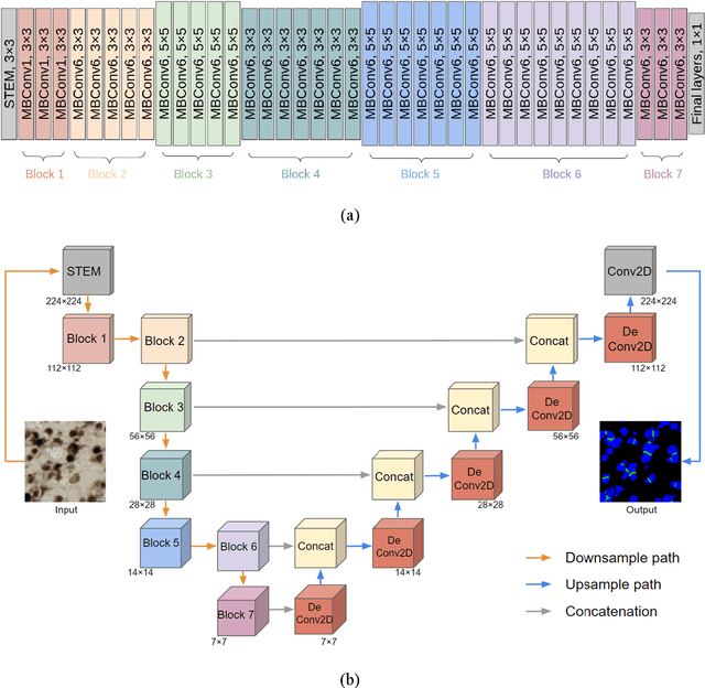 Figure 3 for End-to-end Neuron Instance Segmentation based on Weakly Supervised Efficient UNet and Morphological Post-processing