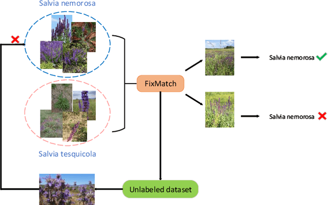 Figure 3 for BiSTF: Bilateral-Branch Self-Training Framework for Semi-Supervised Large-scale Fine-Grained Recognition