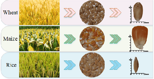 Figure 1 for GrainSpace: A Large-scale Dataset for Fine-grained and Domain-adaptive Recognition of Cereal Grains