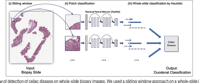 Figure 3 for Automated detection of celiac disease on duodenal biopsy slides: a deep learning approach
