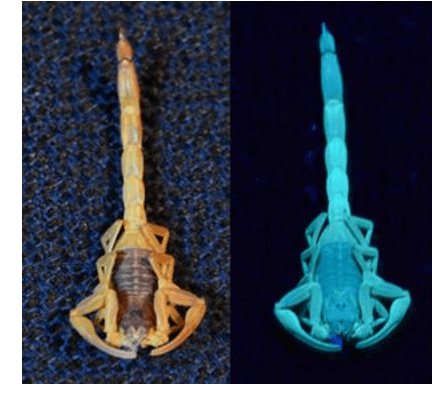 Figure 1 for Novel scorpion detection system combining computer vision and fluorescence