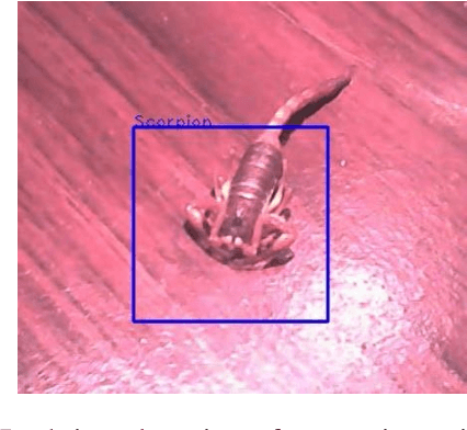 Figure 4 for Novel scorpion detection system combining computer vision and fluorescence