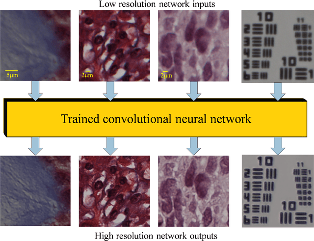 Figure 2 for Toward a Thinking Microscope: Deep Learning in Optical Microscopy and Image Reconstruction