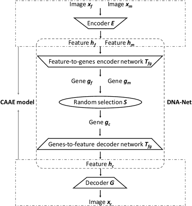 Figure 2 for What Will Your Child Look Like? DNA-Net: Age and Gender Aware Kin Face Synthesizer