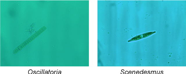 Figure 1 for EMDS-7: Environmental Microorganism Image Dataset Seventh Version for Multiple Object Detection Evaluation