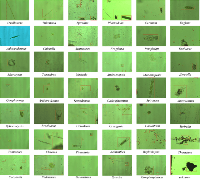 Figure 3 for EMDS-7: Environmental Microorganism Image Dataset Seventh Version for Multiple Object Detection Evaluation