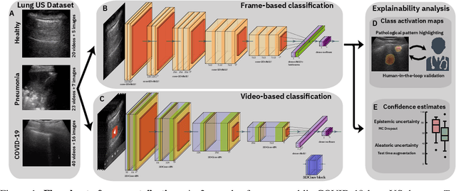 Figure 1 for Accelerating COVID-19 Differential Diagnosis with Explainable Ultrasound Image Analysis