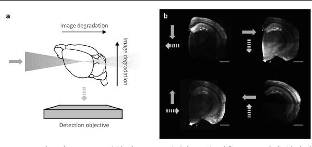 Figure 1 for Cell identification in whole-brain multiview images of neural activation