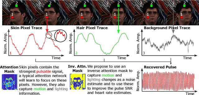 Figure 1 for The Benefit of Distraction: Denoising Remote Vitals Measurements using Inverse Attention