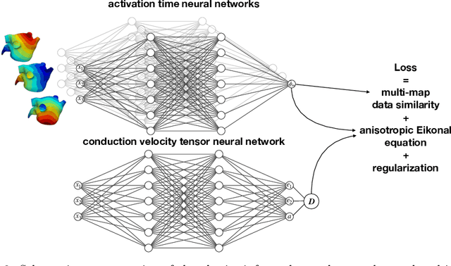 Figure 3 for Physics-informed neural networks to learn cardiac fiber orientation from multiple electroanatomical maps