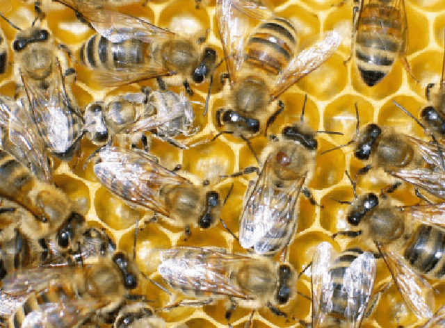 Figure 1 for Visual diagnosis of the Varroa destructor parasitic mite in honeybees using object detector techniques