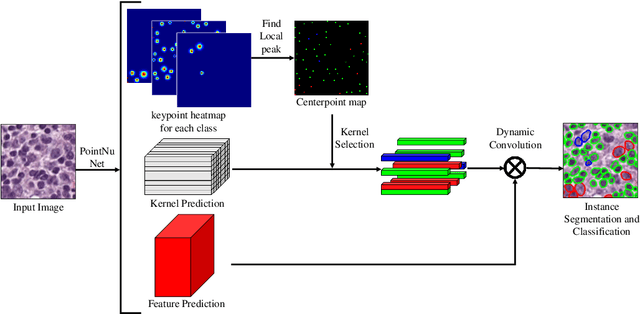 Figure 2 for PointNu-Net: Simultaneous Multi-tissue Histology Nuclei Segmentation and Classification in the Clinical Wild