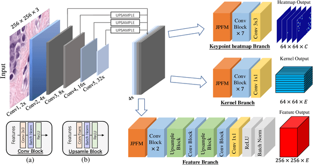 Figure 3 for PointNu-Net: Simultaneous Multi-tissue Histology Nuclei Segmentation and Classification in the Clinical Wild