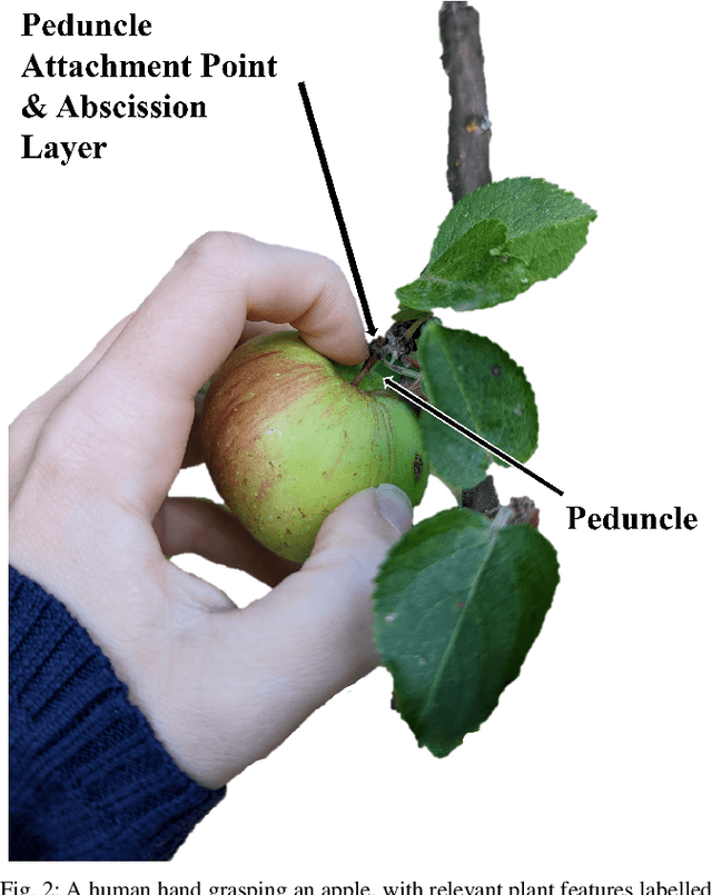 Figure 2 for Optimization-Based Mechanical Perception for Peduncle Localization During Robotic Fruit Harvest