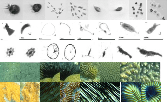 Figure 1 for Deep learning for Plankton and Coral Classification