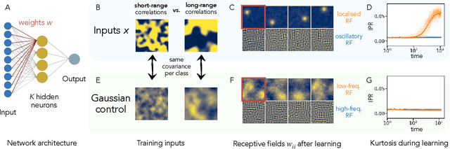 Figure 1 for Data-driven emergence of convolutional structure in neural networks