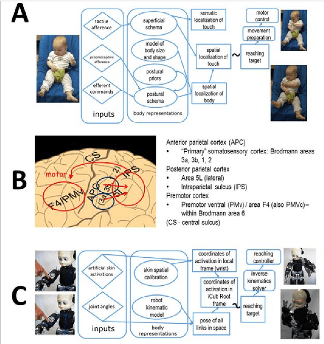 Figure 3 for Body models in humans, animals, and robots