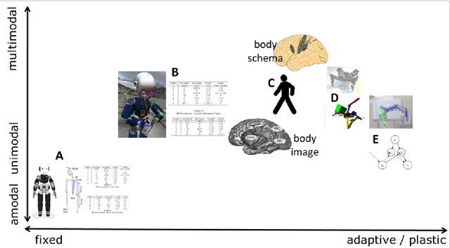 Figure 4 for Body models in humans, animals, and robots