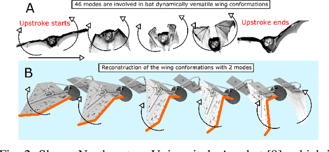 Figure 2 for Efficient Modeling of Morphing Wing Flight Using Neural Networks and Cubature Rules