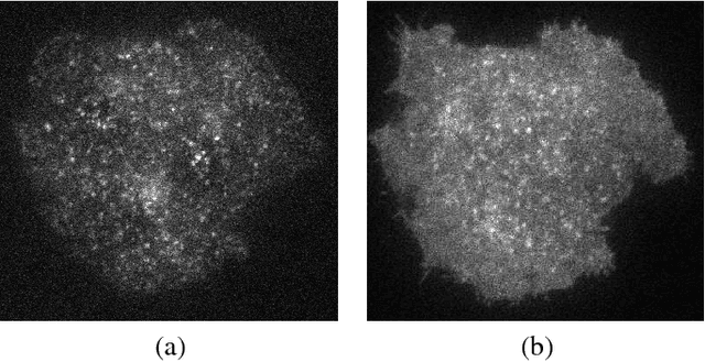 Figure 1 for Multi-Target Tracking with Time-Varying Clutter Rate and Detection Profile: Application to Time-lapse Cell Microscopy Sequences
