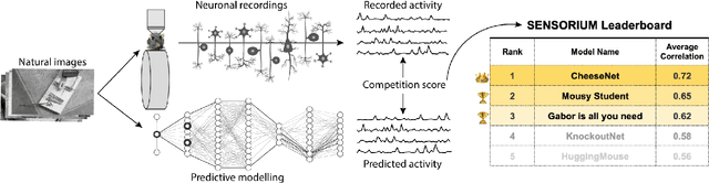 Figure 1 for The Sensorium competition on predicting large-scale mouse primary visual cortex activity