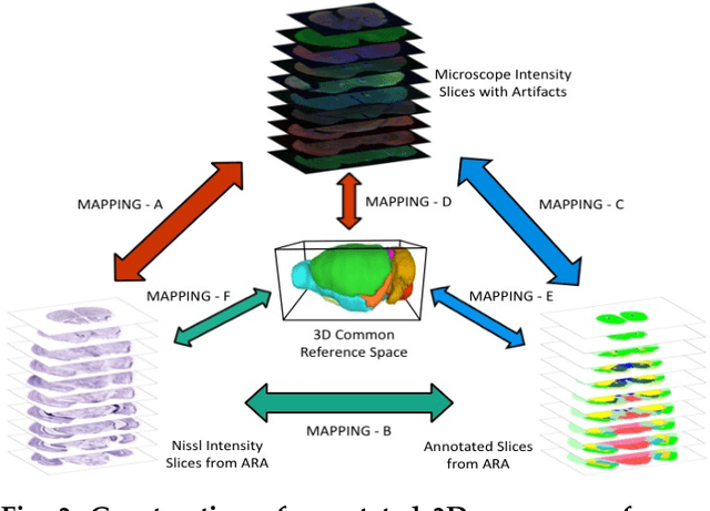 Figure 4 for Geometry Processing of Conventionally Produced Mouse Brain Slice Images