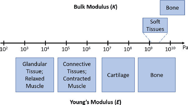 Figure 1 for Deep Learning in Ultrasound Elastography Imaging