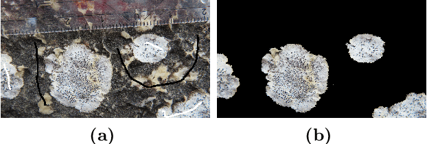 Figure 4 for Image analysis for automatic measurement of crustose lichens