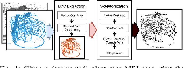 Figure 1 for Robust Skeletonization for Plant Root Structure Reconstruction from MRI