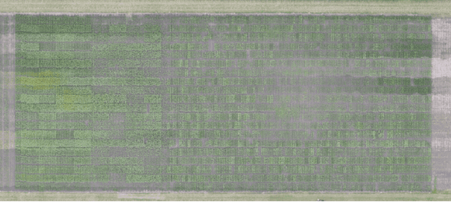 Figure 3 for Estimating Phenotypic Traits From UAV Based RGB Imagery