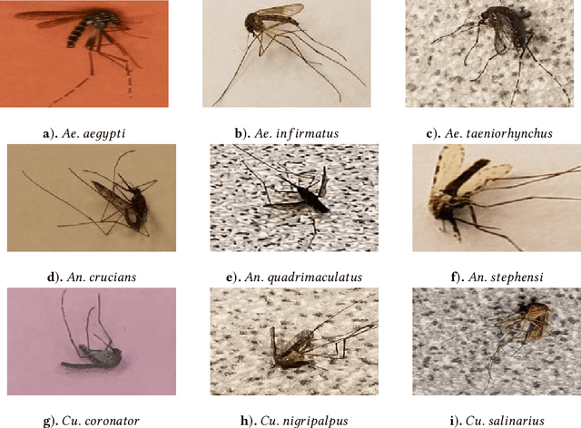 Figure 1 for Automating the Surveillance of Mosquito Vectors from Trapped Specimens Using Computer Vision Techniques