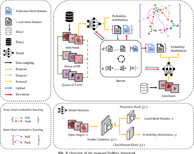 Figure 3 for FedRare: Federated Learning with Intra- and Inter-Client Contrast for Effective Rare Disease Classification