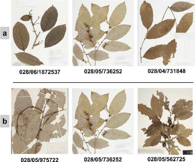 Figure 1 for Conviformers: Convolutionally guided Vision Transformer