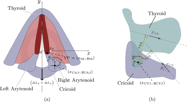 Figure 1 for Triangular body-cover model of the vocal folds with coordinated activation of five intrinsic laryngeal muscles with applications to vocal hyperfunction