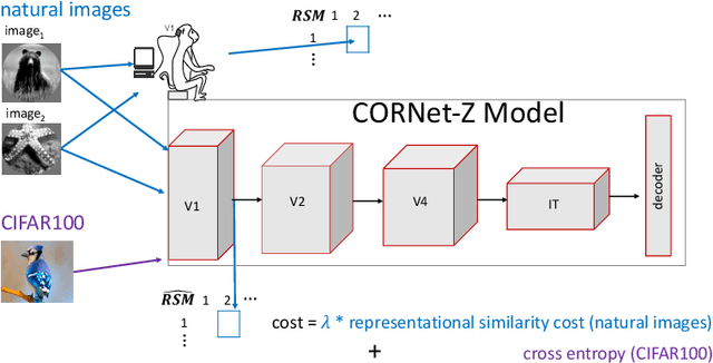 Figure 1 for Training neural networks to have brain-like representations improves object recognition performance