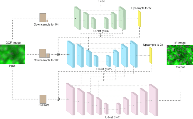 Figure 3 for Defocus Deblur Microscopy via feature interactive coarse-to-fine network