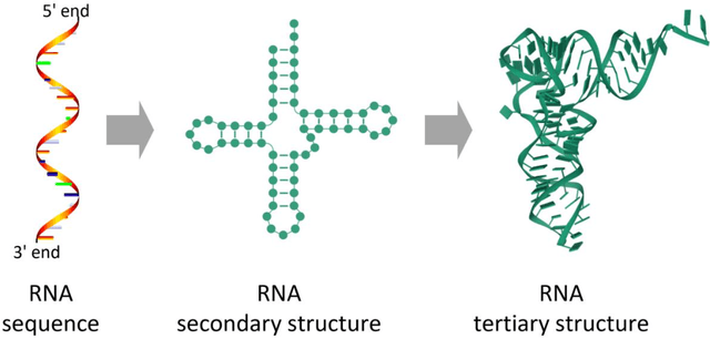 Figure 1 for Review of Machine-Learning Methods for RNA Secondary Structure Prediction