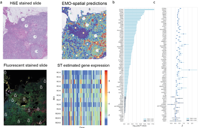 Figure 3 for Predicting molecular phenotypes from histopathology images: a transcriptome-wide expression-morphology analysis in breast cancer