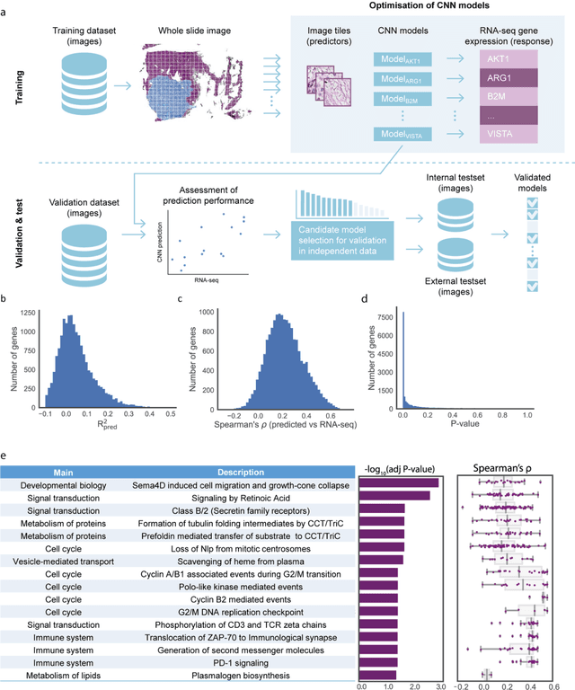Figure 1 for Predicting molecular phenotypes from histopathology images: a transcriptome-wide expression-morphology analysis in breast cancer