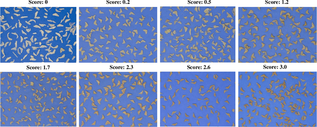 Figure 4 for SQ-Swin: a Pretrained Siamese Quadratic Swin Transformer for Lettuce Browning Prediction