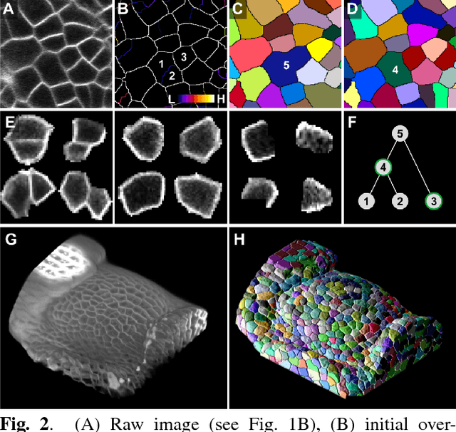 Figure 3 for Cell Segmentation in 3D Confocal Images using Supervoxel Merge-Forests with CNN-based Hypothesis Selection