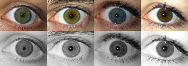 Figure 1 for Iris Recognition with a Database of Iris Images Obtained in Visible Light Using Smartphone Camera