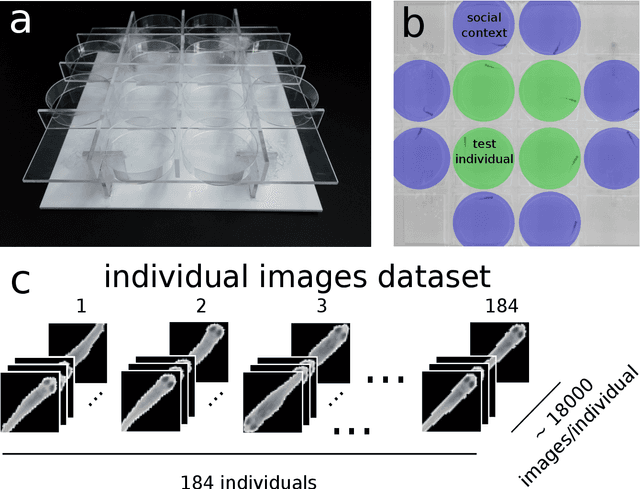 Figure 4 for idtracker.ai: Tracking all individuals in large collectives of unmarked animals